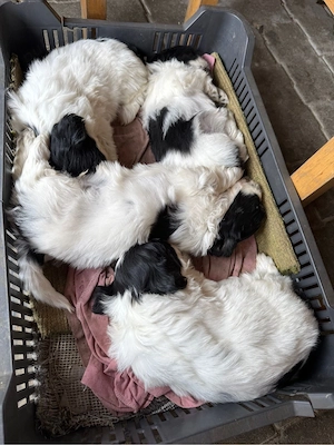 shih-tzu talie mica - imagine 3