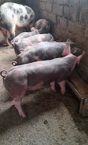 Purcei de vînzare 