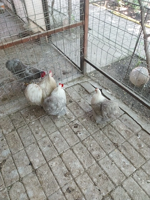 Cochinchina pitic 