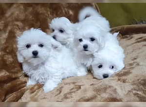 Malteser Câței 