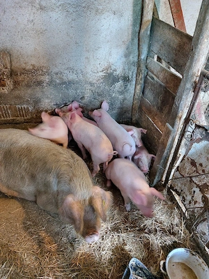 Purcei de Vanzare 8 săptămâni  - imagine 4