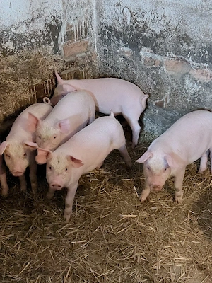 Purcei de Vanzare 8 săptămâni  - imagine 3
