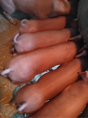 purcei 9 saptamani Duroc 