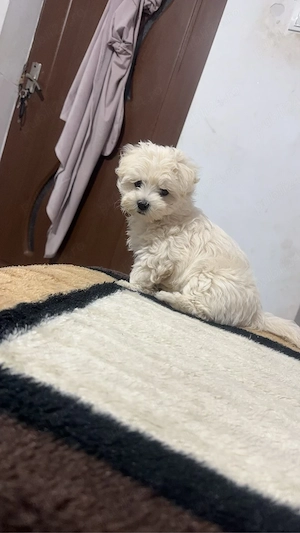 vand catelusa bichon - imagine 3