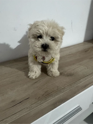 vand catelusa bichon - imagine 2