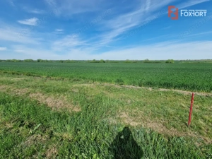 Teren extravilan de 9500 mp de vanzare in Remetea Mare - imagine 2