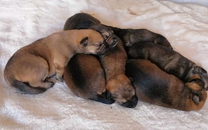 Căței Rasa Mix Lup Ciobănesc German cu Malinois Belgian - imagine 2