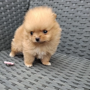 mini pomeranian toy femela - imagine 4