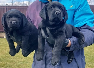Labrador retriever