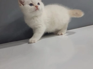 Ragdoll pui 