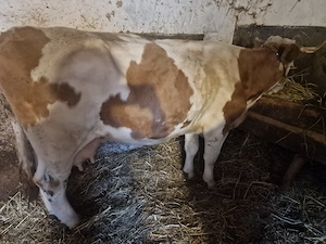 Vaca de vanzare gestanta