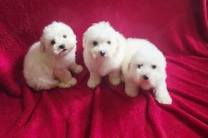 Bichoni maltezi - imagine 2