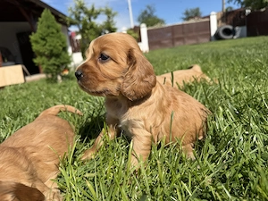Catelusi Coocker Spaniel