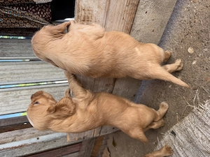 Catelusi Cocker Spaniel - imagine 4