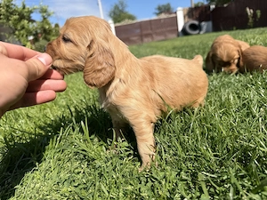 Catelusi Cocker Spaniel - imagine 2