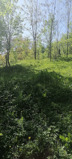 Teren si casa de vanzare in Provita de Sus