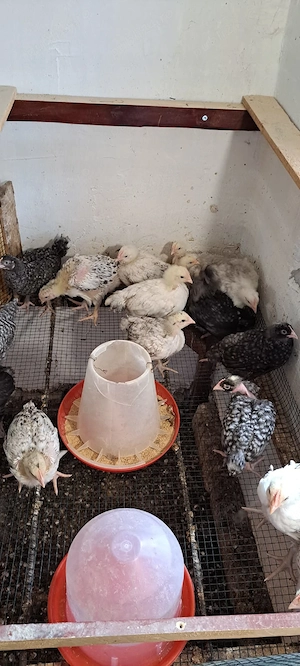 Disponibili pui rasa mixta. Iepuri tineri