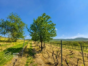 1,35 hectare vie pe rod (Cabernet si Merlot), Siria - imagine 2