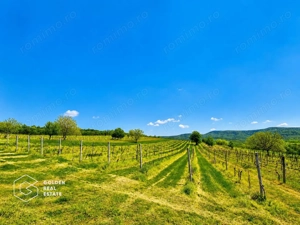 1,35 hectare vie pe rod (Cabernet si Merlot), Siria - imagine 3
