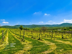 1,35 hectare vie pe rod (Cabernet si Merlot), Siria - imagine 4