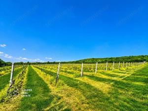 1,35 hectare vie pe rod (Cabernet si Merlot), Siria - imagine 5