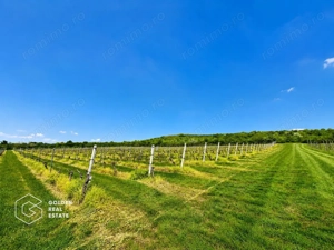 1,35 hectare vie pe rod (Cabernet si Merlot), Siria - imagine 6