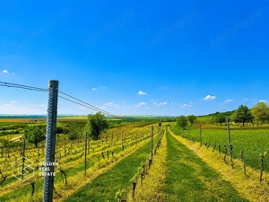 1,35 hectare vie pe rod (Cabernet si Merlot), Siria - imagine 7