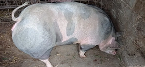 De vânzare  purcea 100 kg