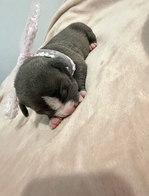 American Bully 