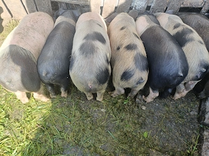Vând purceii și porci!! - imagine 3