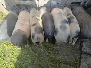 Vând purceii și porci!!