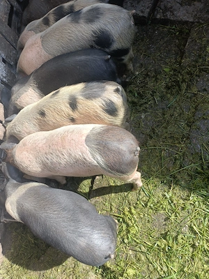 Vând purceii și porci!! - imagine 2