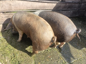 Vând purceii și porci!! - imagine 4