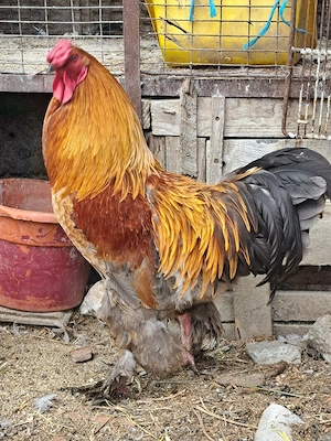 cocos brahma de vanzare
