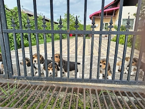 Vând căței rasa beagle  - imagine 3