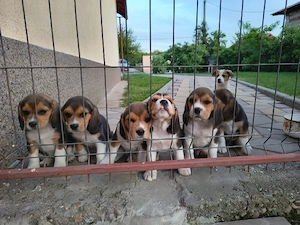 Vând căței rasa beagle  - imagine 2
