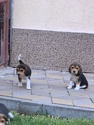 Vând căței rasa beagle  - imagine 5