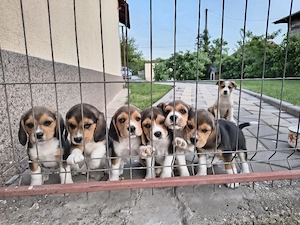 Vând căței rasa beagle  - imagine 4