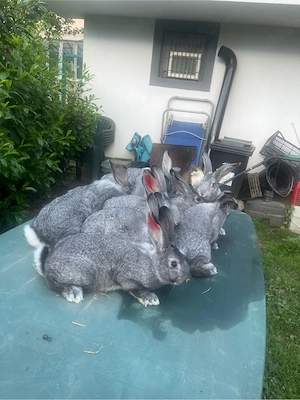 iepuri chinchilla