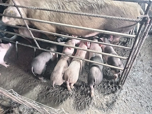 cauta o nouă casă 