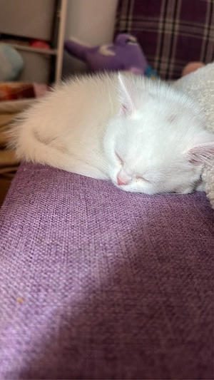 british longhair white baietel  - imagine 3