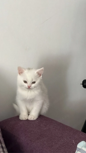 british longhair white baietel  - imagine 2