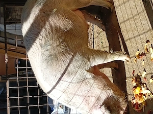 Vand porc crescut natural 