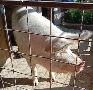 Vand porc crescut natural  - imagine 2
