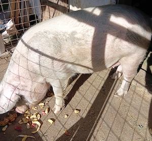 Vând porc crescut natural 