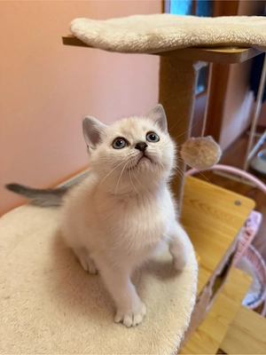 Fetita british shorthair silver point - imagine 5