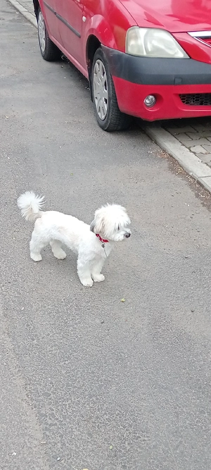 vând câine shih tzu 