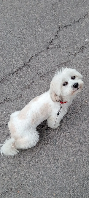 vând câine shih tzu  - imagine 2
