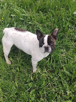 Cățelușă bulldog francez  - imagine 2