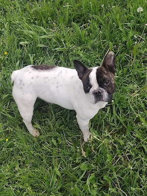 Cățelușă bulldog francez  - imagine 3